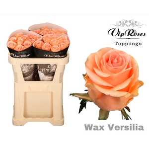 R Gr Wax Versilia X30 998
