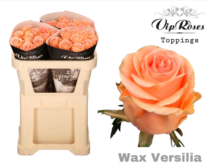 <h4>R Gr Wax Versilia X30 998</h4>