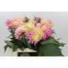 Dahlia Just Married