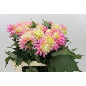 Dahlia Just Married