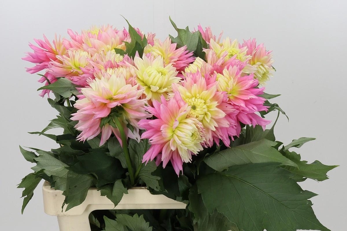 <h4>Dahlia Just Married</h4>