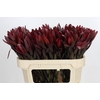 Leucadendron Saf Sunset Dark Red