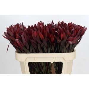 Leucadendron Saf Sunset Dark Red