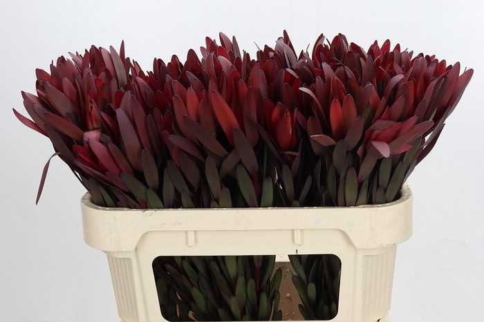 <h4>Leucadendron Saf Sunset Dark Red</h4>