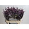 Limonium ov Safora Dark Blue