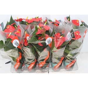 ANTHURIUM ESUDO P12