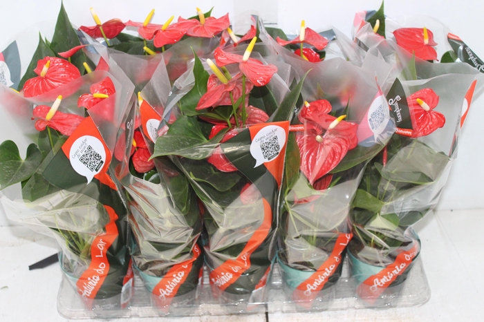 <h4>ANTHURIUM ESUDO P12</h4>