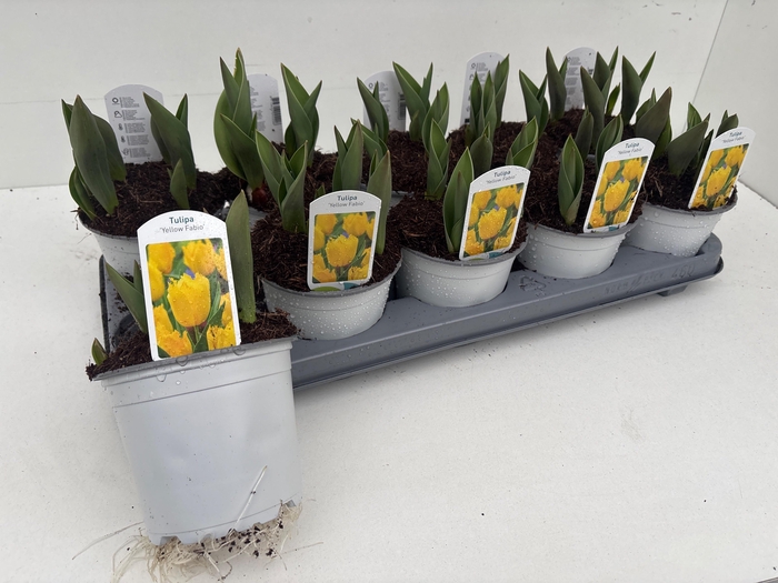 <h4>TUL OV DUBBEL</h4>