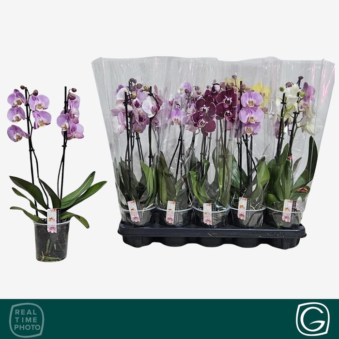 <h4>PHAL GEM 4 KL</h4>