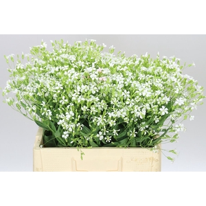 Saponaria White