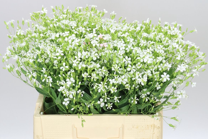 <h4>Saponaria White</h4>