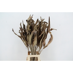DF STRELITZIA LEAF NATURAL