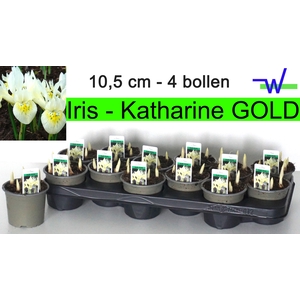 IRIS KATHARINE HODGK