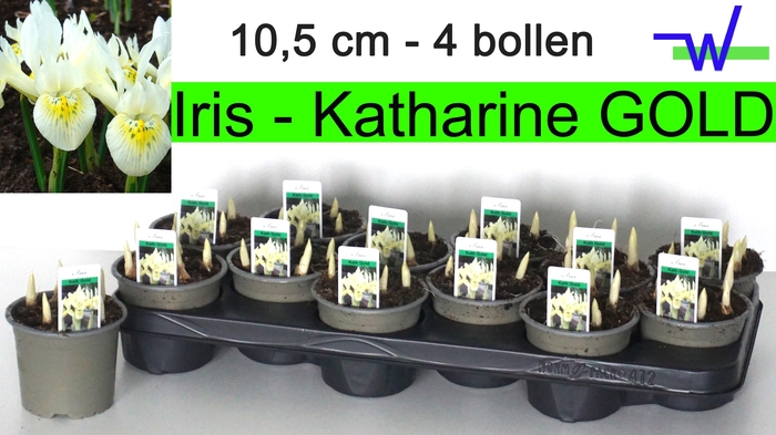 <h4>IRIS KATHARINE HODGK</h4>