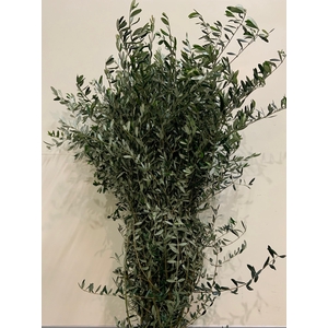 OLIVE STEMS 150CM