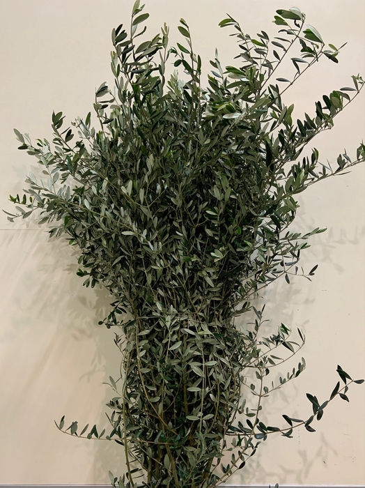 <h4>OLIVE STEMS 150CM</h4>