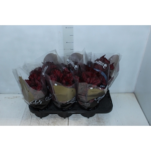 BEGONIA REX BELEAF KOHALA RED P15 PO