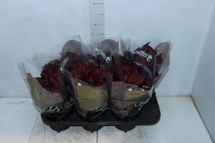 <h4>BEGONIA REX BELEAF KOHALA RED P15 PO</h4>
