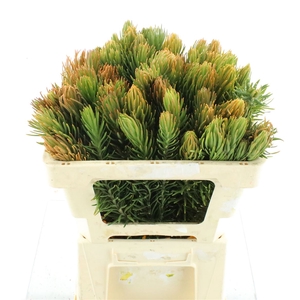Retzia Capensis