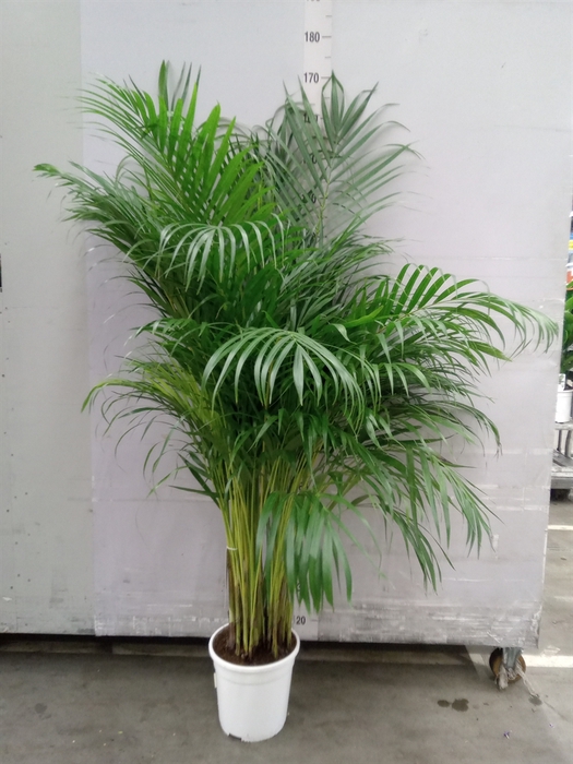 <h4>Dypsis lutescens   ...Chrysalidoca</h4>