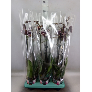 Phalaenopsis   ...
