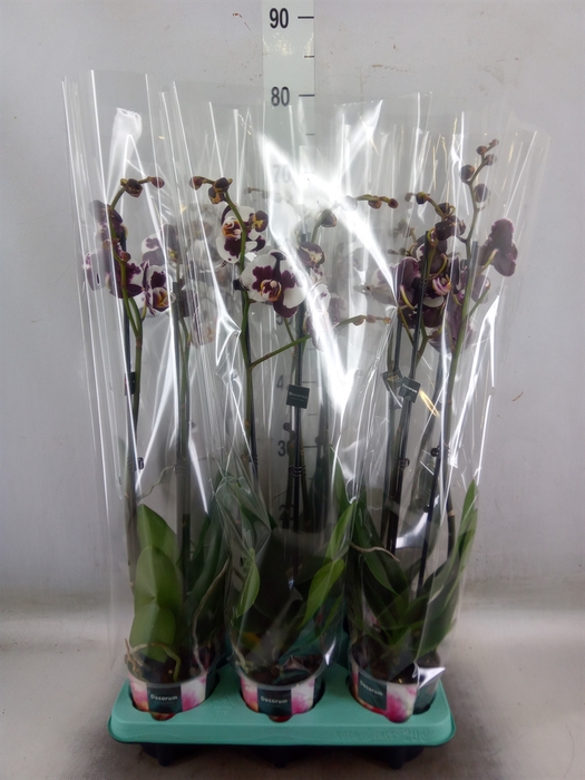 <h4>Phalaenopsis   ...</h4>