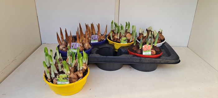 <h4>BOLBLOEMEN GEM</h4>