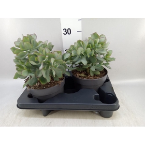 Crassula arborescens 'Curly'