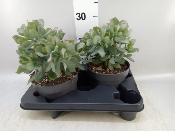<h4>Crassula arborescens 'Curly'</h4>
