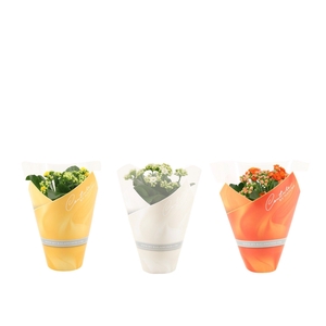 Kalanchoë 3 color mix in Couture sleeve Easter mix