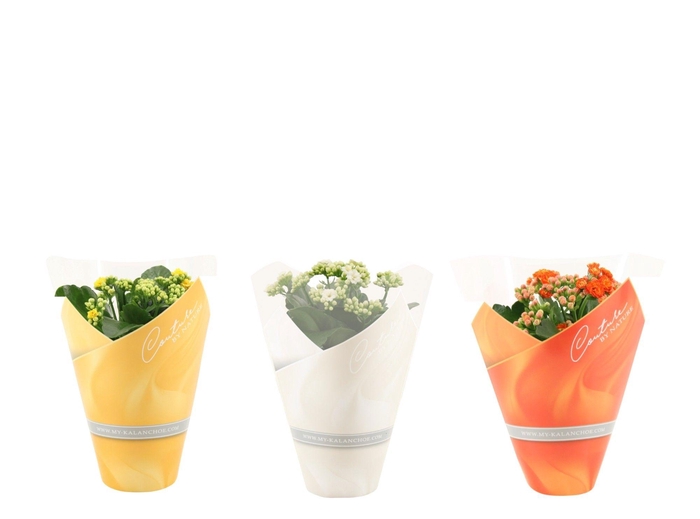 <h4>Kalanchoë 3 color mix in Couture sleeve Easter mix</h4>