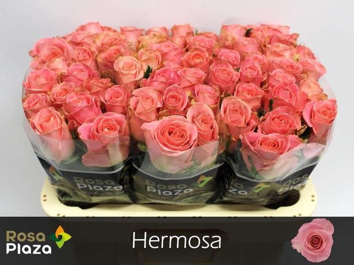 <h4>R GR HERMOSA+</h4>