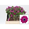 Anemone Mistral Plus Cerise