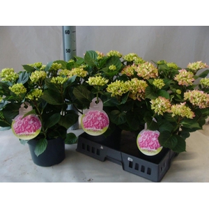Hydrangea mac.