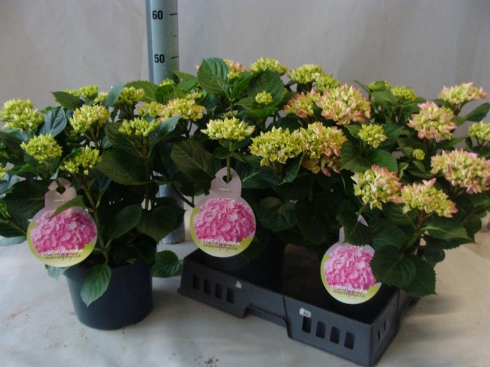 <h4>Hydrangea mac.   ...</h4>