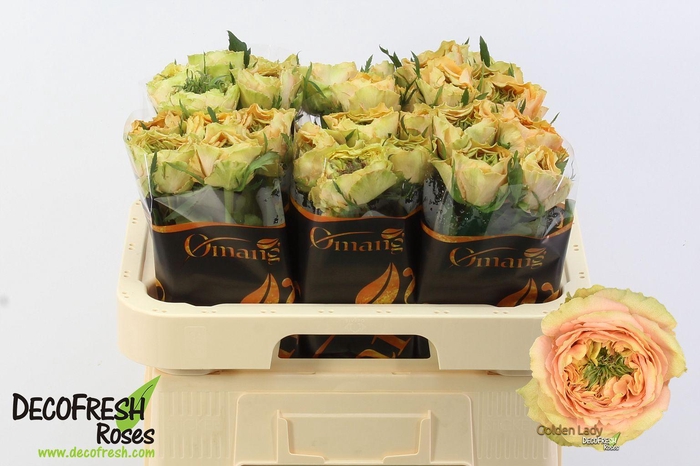 <h4>R Gr Golden lady</h4>