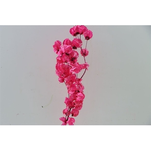 Dried Artz Bougainvillea Rembrandt Bunch Slv