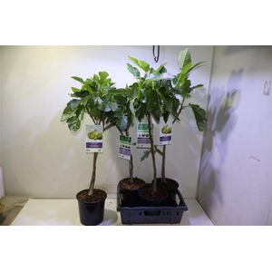 arr8 Ficus Carica