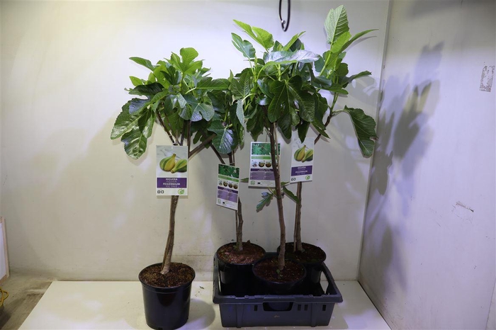 <h4>Ficus Carica</h4>