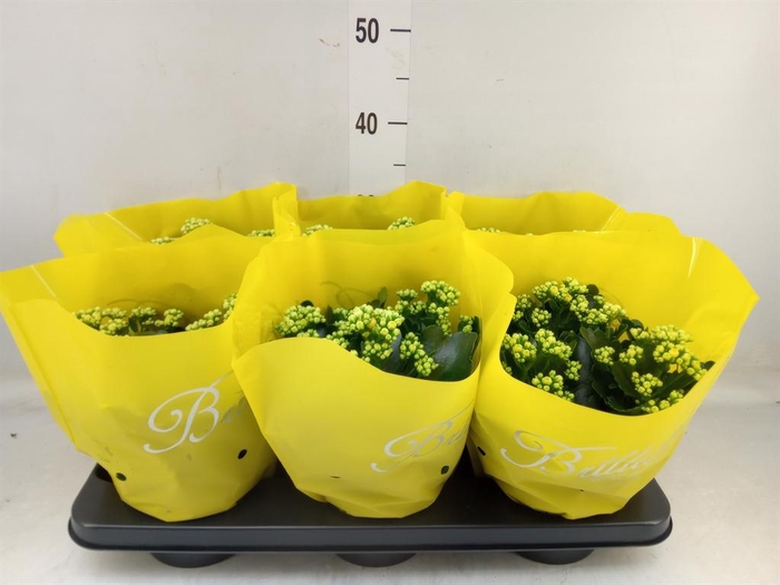 <h4>Kalanchoe blos. 'Piaff'</h4>