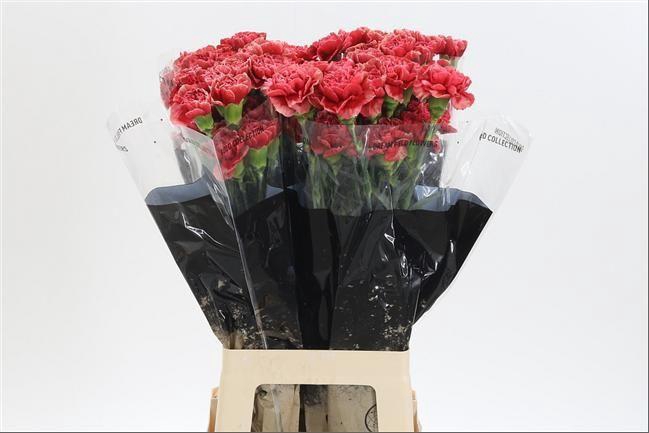 <h4>DI ST FABULOUS</h4>