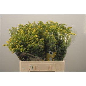 Solidago Carzan Glory