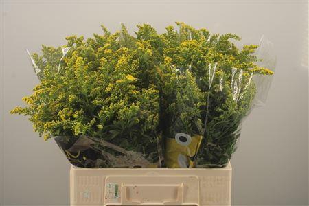<h4>Solidago Carzan Glory</h4>