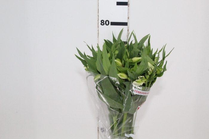 <h4>ALSTROEMERIA AVALANGE 080 CM</h4>