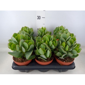 Crassula arborescens