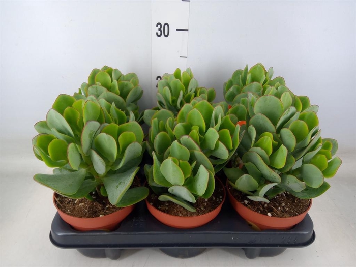 <h4>Crassula arborescens</h4>