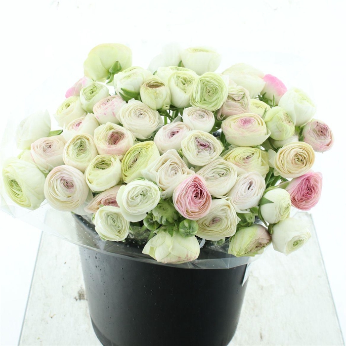 <h4>Ran El Sr Sfumato White/pink Super</h4>