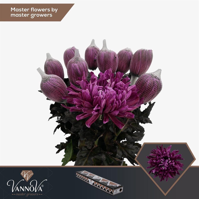 <h4>Painted Chr G Antonov Dark Cherry</h4>