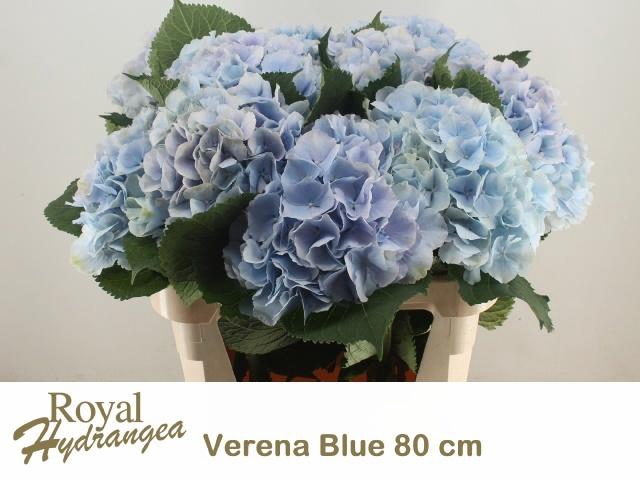 <h4>HYDR M CH VERENA BL</h4>