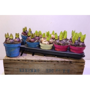 arr8 Hyacin Gem 3 Kl